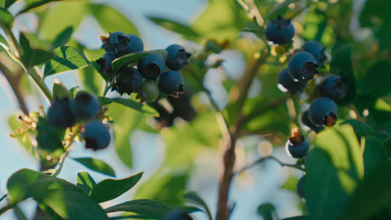Gourmet Trading food production film still